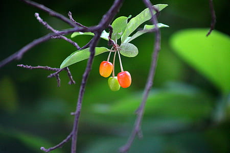 orange and green berry fruits on tree branch selective focus photography thumbnail