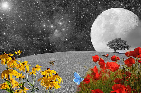 illustration of flowers and moon thumbnail