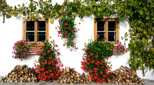 red petaled flowers on brown wooden framed window thumbnail