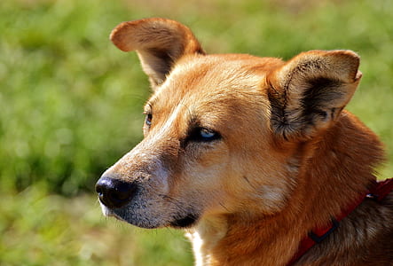 close up photo of brown dog on green grass field at daytime thumbnail