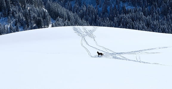 black wolf on snowy field thumbnail