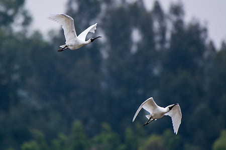 Two White Ibis Flying thumbnail