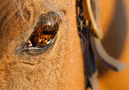 macro photography of horse eye thumbnail