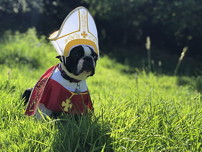 Wilma the Boston Terrior thumbnail