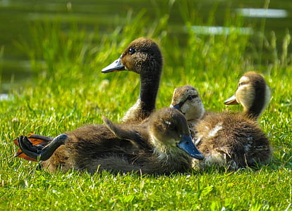 flock of duckling on grass field at daytime thumbnail
