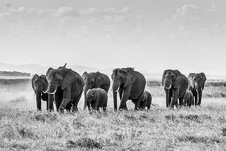 group of elephant running during daytime thumbnail