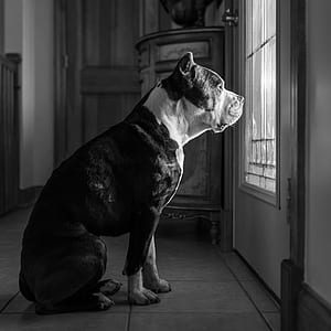 grayscale photography of dog in front of window thumbnail