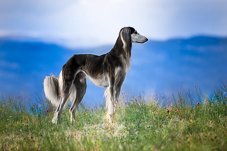 Saluki standing on grass field at daytime thumbnail