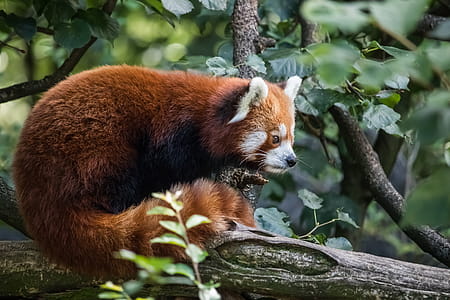 Red Panda on Tree Branch thumbnail