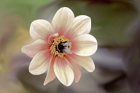 selective focus photography of beige petaled flower thumbnail