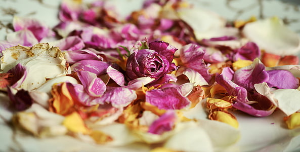 pink and white flower petal lot thumbnail