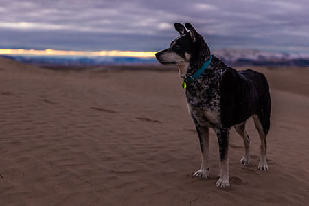 short-coated black and tan dog standing on sand dune at daytime thumbnail