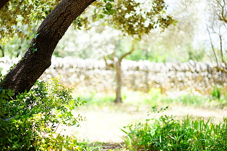 selective focus of trees and grass thumbnail