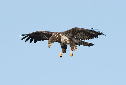 brown and black eagle flying on sky thumbnail