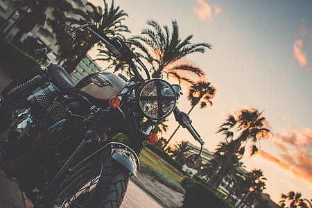 white and black motorcycle near palm trees thumbnail