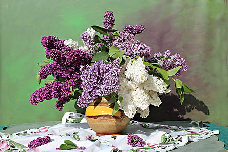 still life photography of white and purple petaled flowers thumbnail