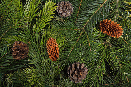 close-up photo of pine cone thumbnail
