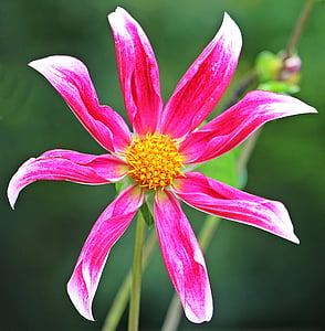 pink dahlia flower in close-up photo thumbnail
