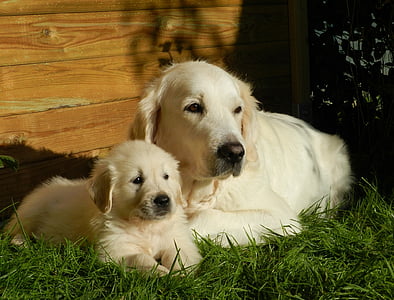 two golden retrievers on green grass thumbnail