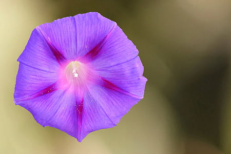 purple flower thumbnail