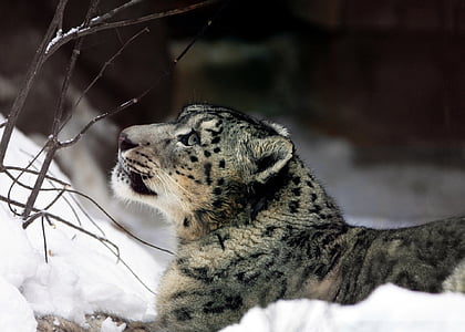 gray wild cat under gray twigs at daytime thumbnail
