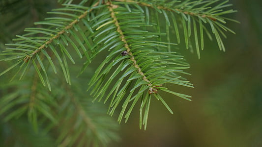 macro photography of green leafed tree thumbnail