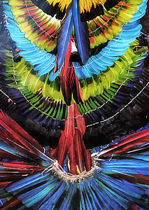 peacock feather wallpaper thumbnail