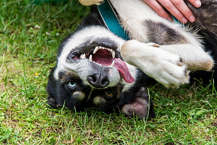 black and white Siberian husky puppy thumbnail