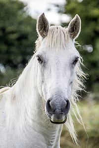 white horse standing near trees thumbnail