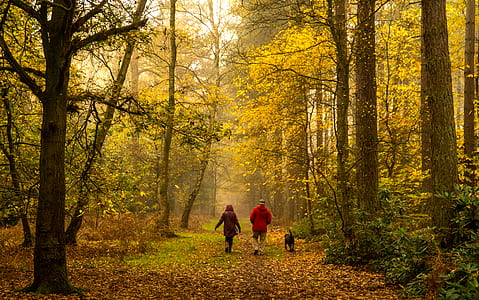 two people walking inside forest thumbnail