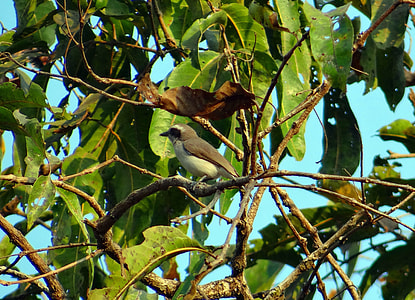 Common Wood Shrike thumbnail
