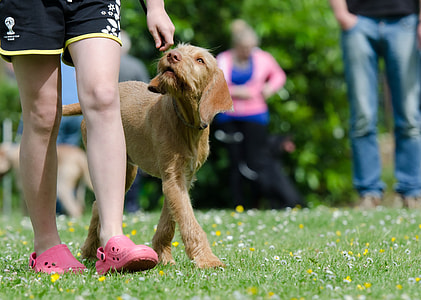 Dog School, Dog Training thumbnail