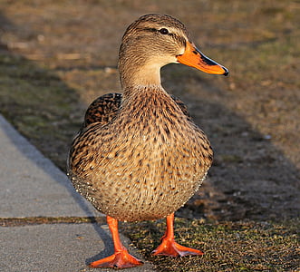 brown and beige duck thumbnail