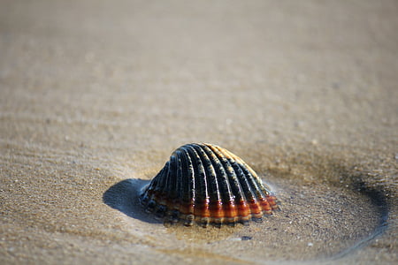 black and orange seashell on gray sands thumbnail