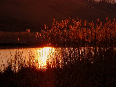 photo of grass during golden hour thumbnail