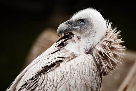 selective photography of albino vulture thumbnail