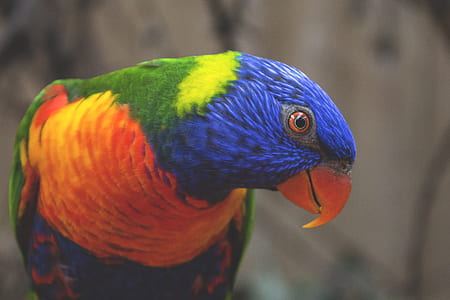 selective focus photography of blue and orange parrot thumbnail