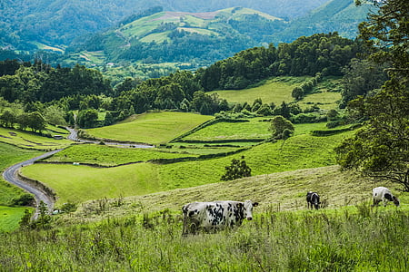 cattle grazing on grass at the valley with winding roads thumbnail