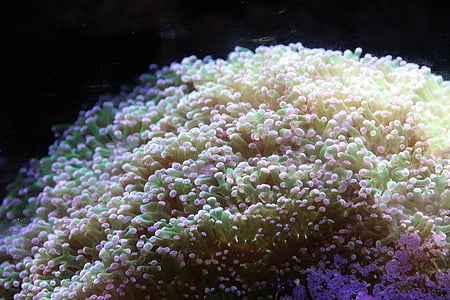 photo of green and yellow anemone thumbnail