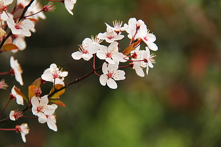 close-up photography of white flowering tree thumbnail