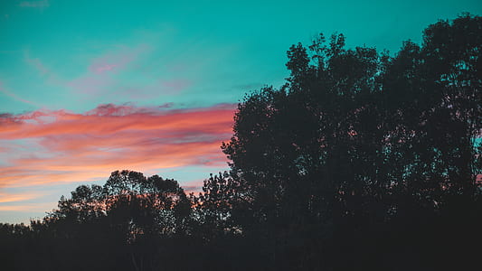 green leafed trees during sunset thumbnail