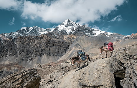 two horses carrying bags on hills thumbnail