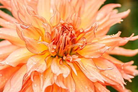 closeup photo of orange and yellow chrysanthemum thumbnail