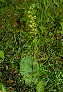 Wild European Orchid, Listera Ovata thumbnail