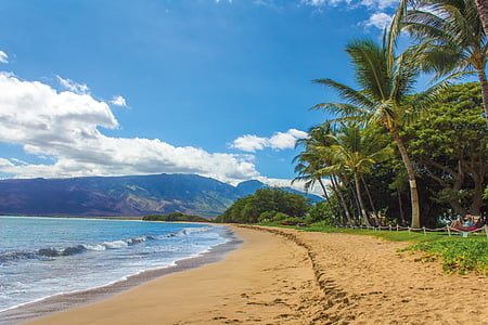 green palm trees near beach thumbnail