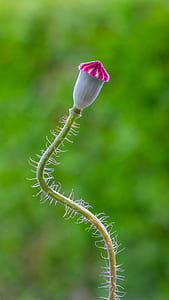 selective focus photography of white and pink flower thumbnail