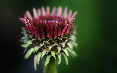 pink petaled flower thumbnail