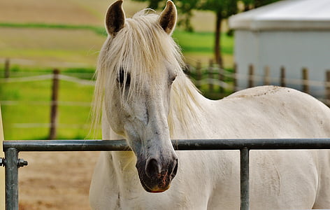 white horse near metal fence thumbnail