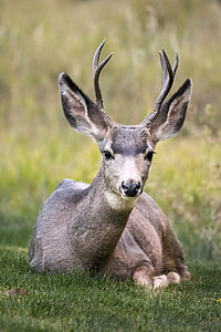 deer lying on green grass thumbnail