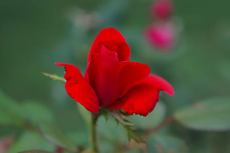 red, petals, plant, flower thumbnail